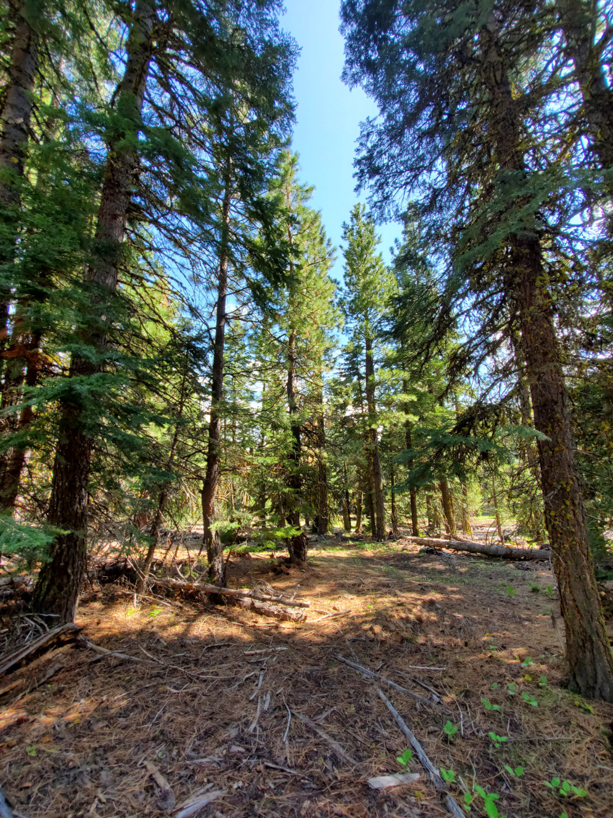 California Land For Sale – 1.09 Acres With Tall Trees & Level! – Modoc County