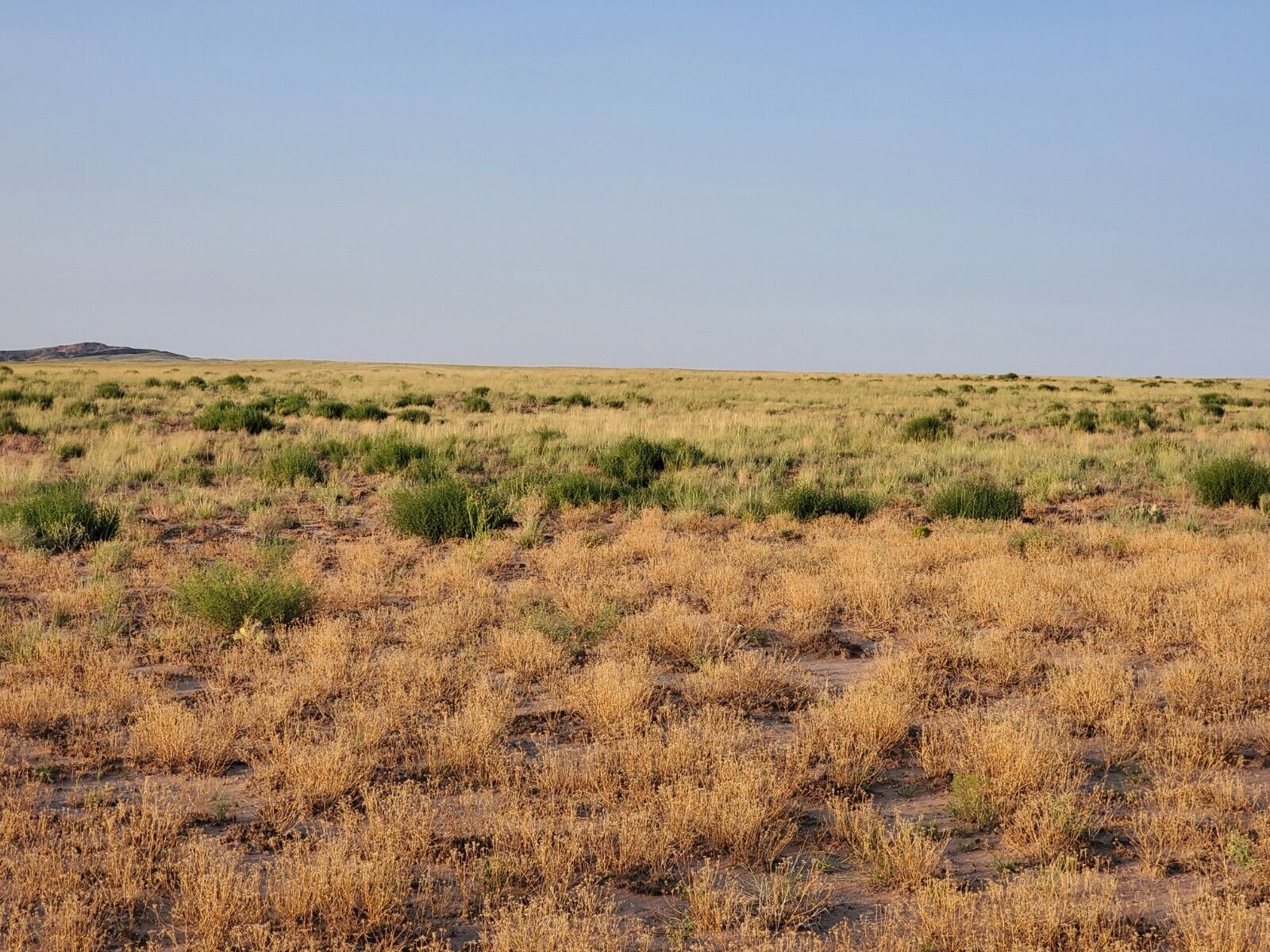 1.33 Acre Grassy Plains Parcel in Sun Valley, AZ