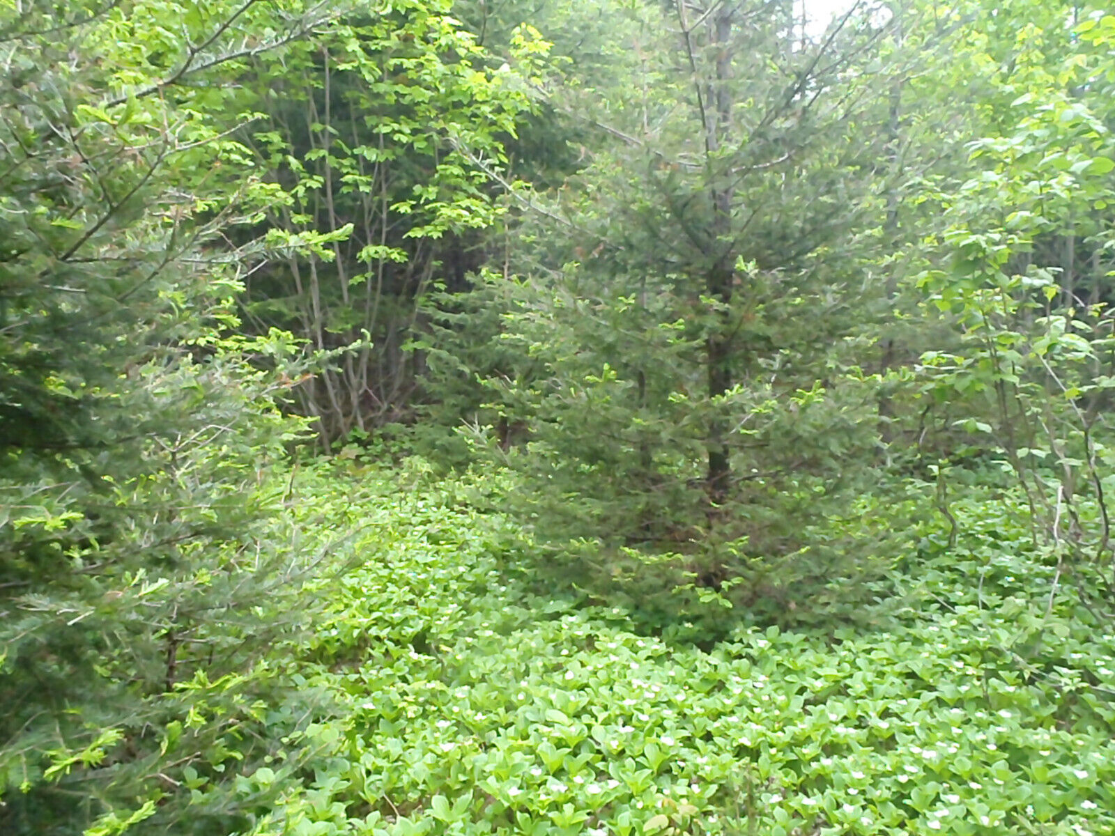 1.75 Ac. in Beautiful Bon Secours, St. Paul, New Brunswick All Utilities On Site