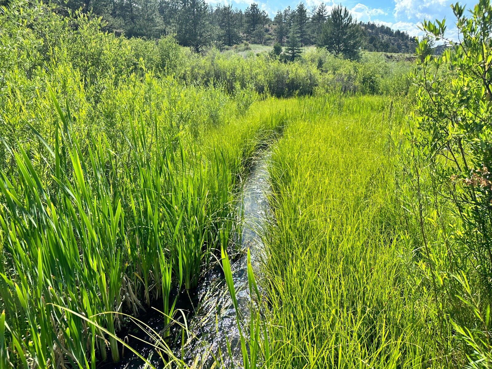 20 Acre Unpatented Mining Claim Chaffee County Trout Creek Buena Vista Colorado