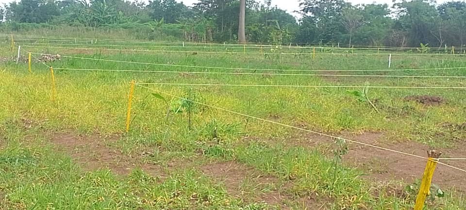 25-Acre Lakefront Land on Lake Victoria for Sale – Perfect for Resort, Hotel