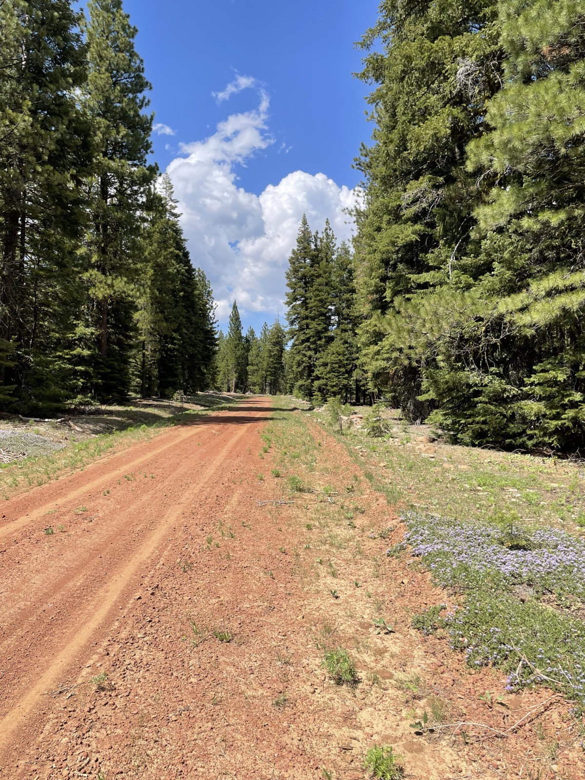 California Land For Sale – 0.94 Acres With Tall Trees & Level! – Modoc County