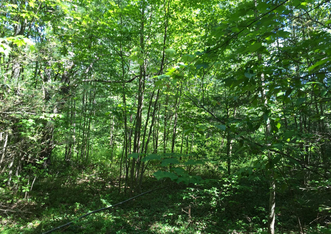 25 Acres of Land in Upstate New York, Minutes away from Canada