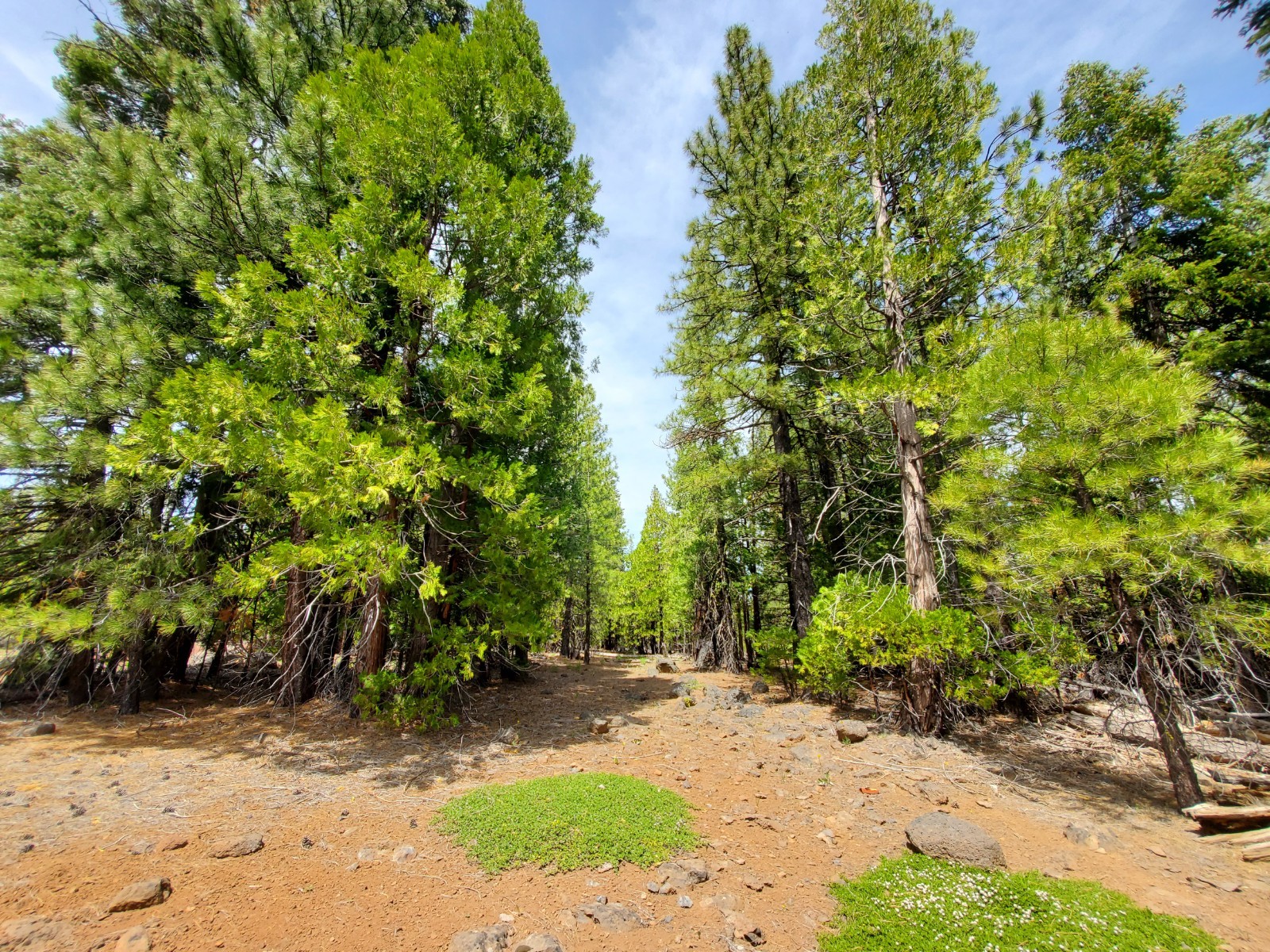 California Land For Sale – .926 Acres With Tall Trees & Level! – Modoc County