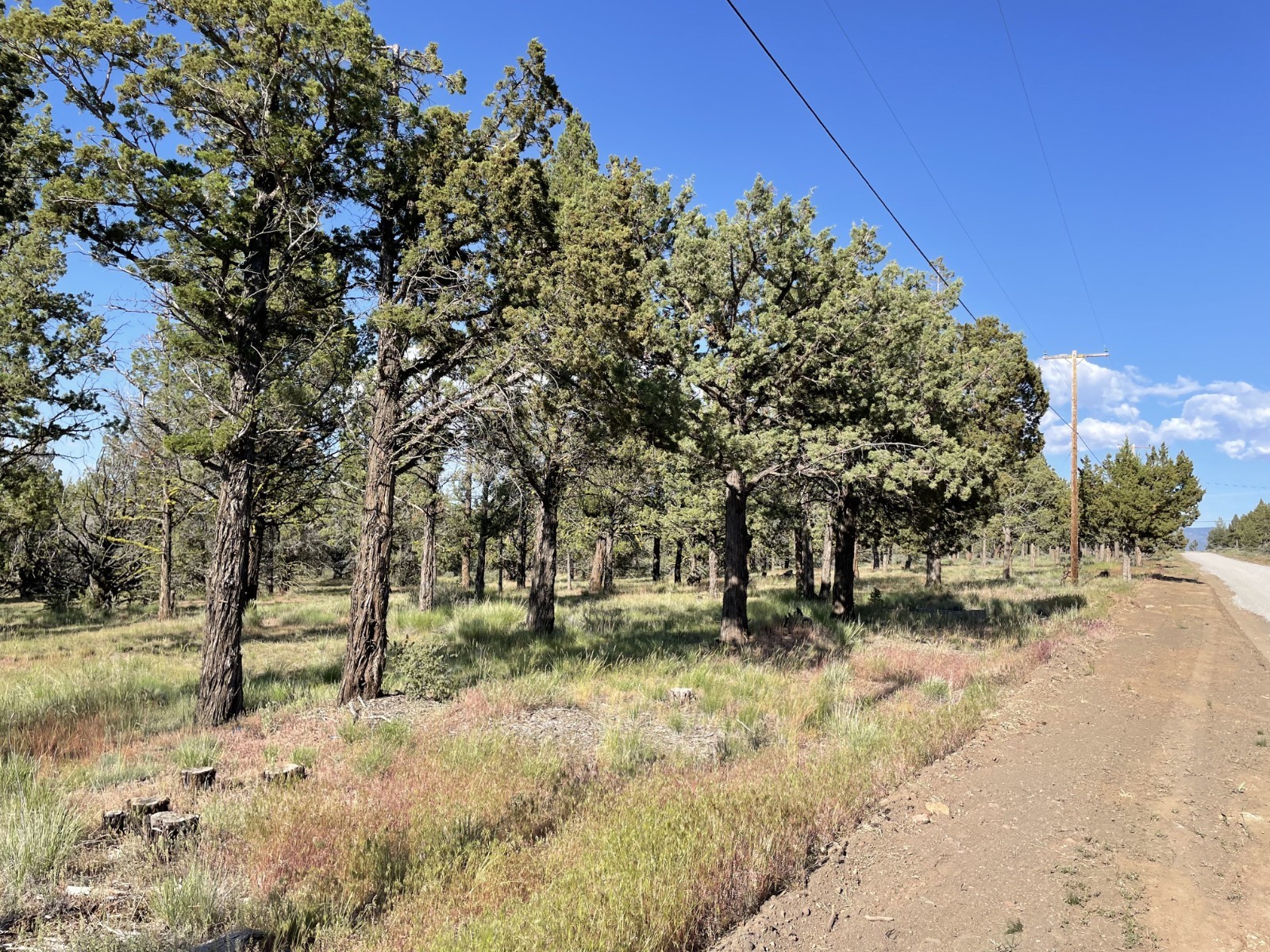California Land For Sale By Owner – 1.47 Acres W/ Tall Trees & Level! – Modoc Co